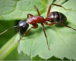 Dedetização de formigas
